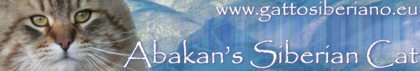 Banner: Abakan's Siberian Cat