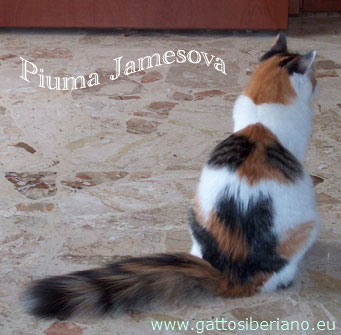 Piuma Jamesova of Abakan mostra la coda