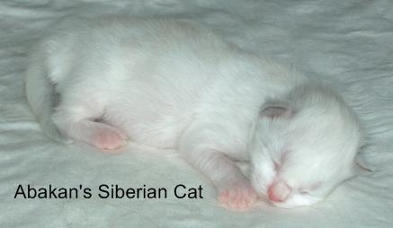 Cucciola di Gatto Siberiano