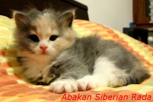 Abakan Siberian Rada