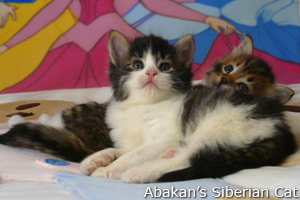 Cucciolo di Gatto Siberiano