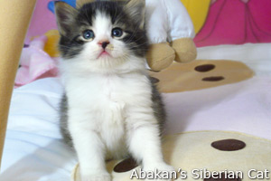 Cucciolo di Gatto Siberiano