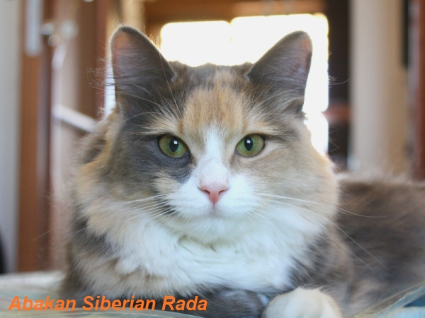 Abakan Siberian Rada